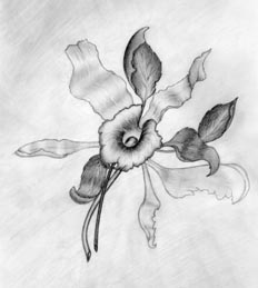 Blume